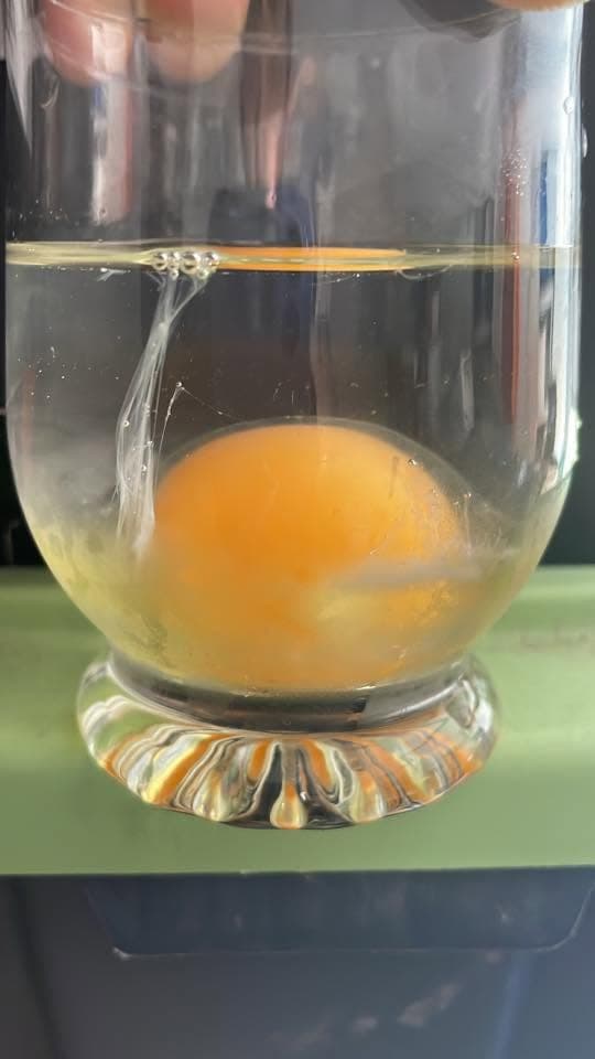Egg cleanse showing a long narrow white thread rising towards the water surface